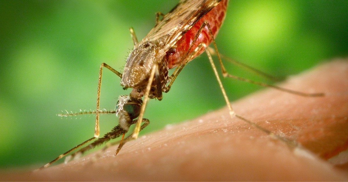 malaria trasferta lavoro estero